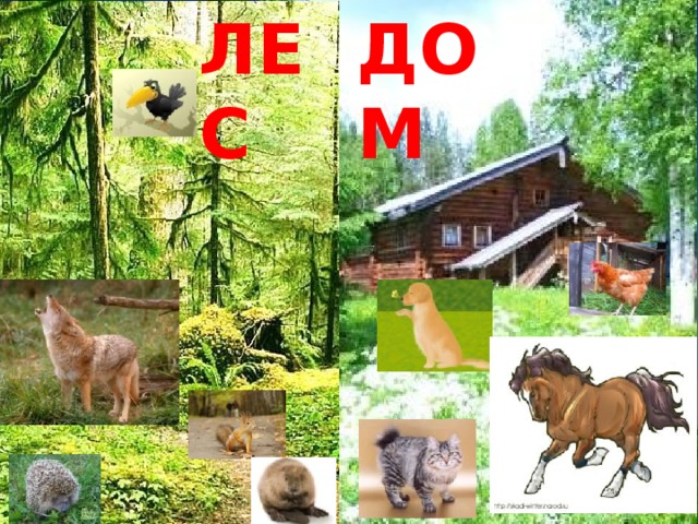 ЛЕС ДОМ