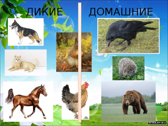 ДИКИЕ ДОМАШНИЕ