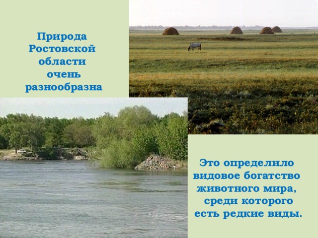 Природа  Ростовской области  очень  разнообразна Это определило  видовое богатство  животного мира, среди которого есть редкие виды.