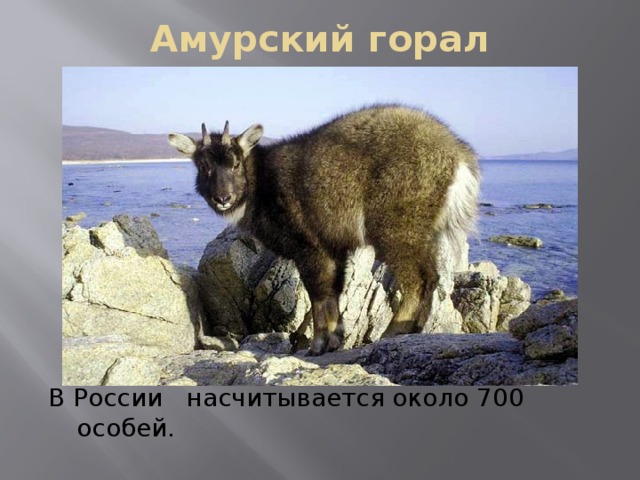 Амурский горал В России насчитывается около 700 особей.