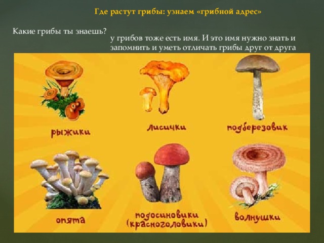 Где растут грибы: узнаем «грибной адрес» Какие грибы ты знаешь? у грибов тоже есть имя. И это имя нужно знать и запомнить и уметь отличать грибы друг от друга