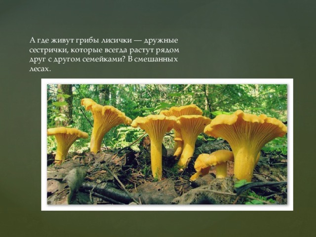 А где живут грибы лисички — дружные сестрички, которые всегда растут рядом друг с другом семейками? В смешанных лесах.