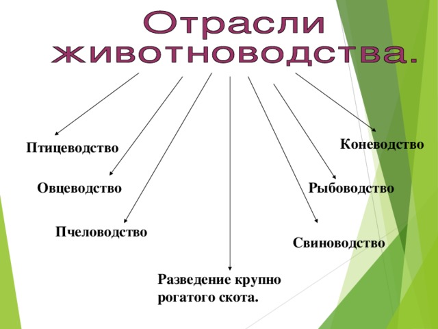 Коневодство Птицеводство  Овцеводство Рыбоводство Пчеловодство Свиноводство Разведение крупно рогатого скота.