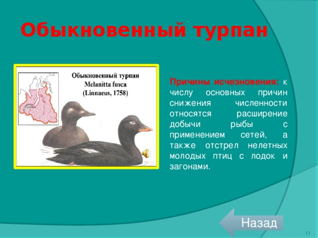 Обыкновенный турпан Причины исчезновения: к числу основных причин снижения численности относятся расширение добычи рыбы с применением сетей, а также отстрел нелетных молодых птиц с лодок и загонами. Назад 12