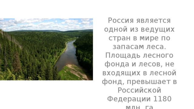 Россия является одной из ведущих стран в мире по запасам леса. Площадь лесного фонда и лесов, не входящих в лесной фонд, превышает в Российской Федерации 1180 млн. га