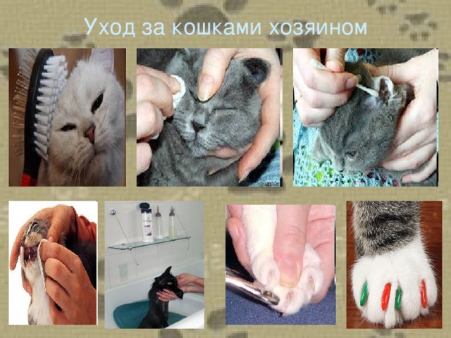 Уход за кошками хозяином