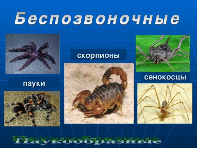 скорпионы сенокосцы пауки