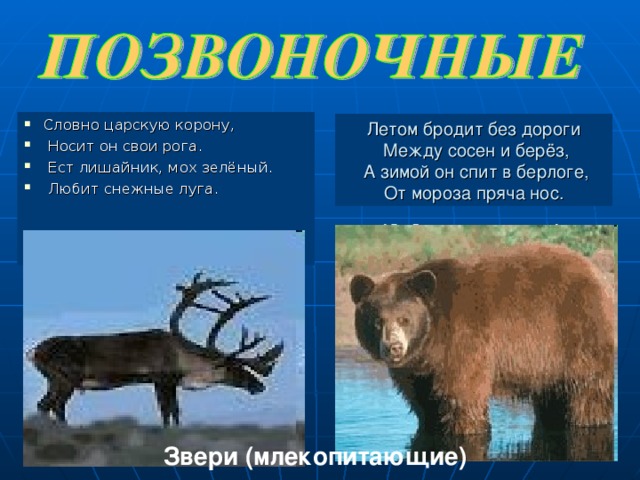 Тест по биологии позвоночные. Словно царскую корону носит он свои рога. Какие животные питаются ягелем.