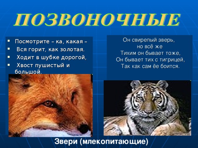 Он свирепый зверь, но всё же  Тихим он бывает тоже,  Он бывает тих с тигрицей,  Так как сам ёе боится. Посмотрите – ка, какая –  Вся горит, как золотая.  Ходит в шубке дорогой,  Хвост пушистый и большой. Звери (млекопитающие)