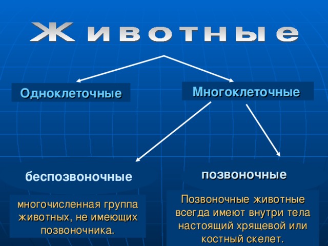 У всех позвоночных существует единый план формирования тканей и органов который ясно виден