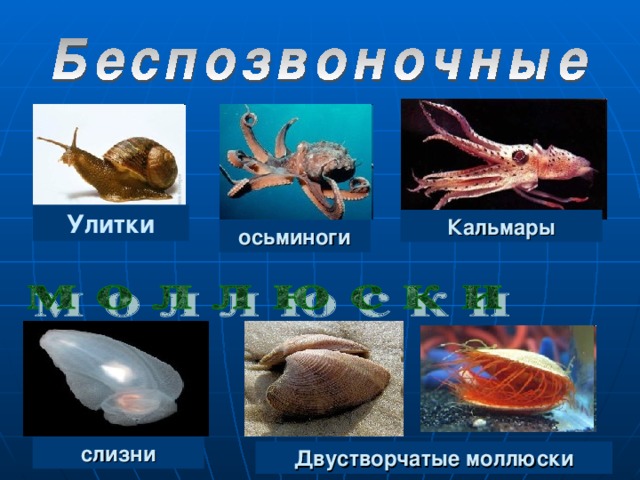 Беспозвоночные животные моллюски примеры. Позвоночные моллюски. Позвоночные и беспозвоночные. Позвоночные и беспозвоночные животные. Беспозвоночные моллюски.