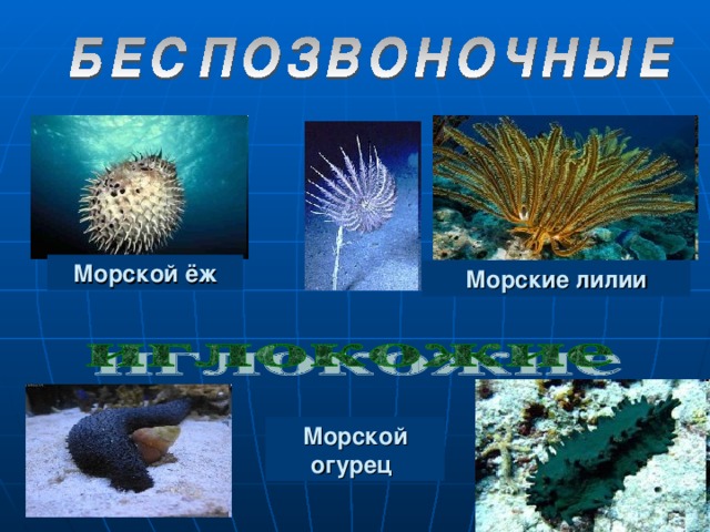 Морской ёж Морские лилии Морской огурец