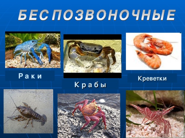 Морские ракообразные фото с названиями