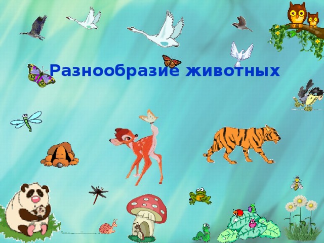 Разнообразие животных