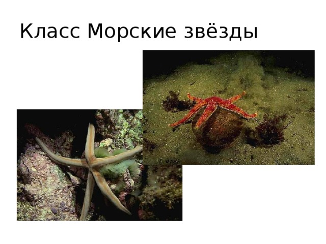 Класс Морские звёзды