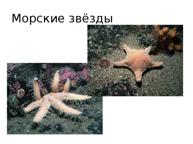 Морские звёзды