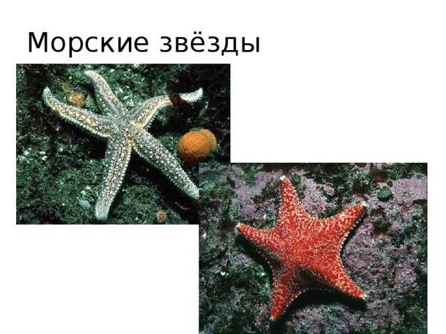 Морские звёзды