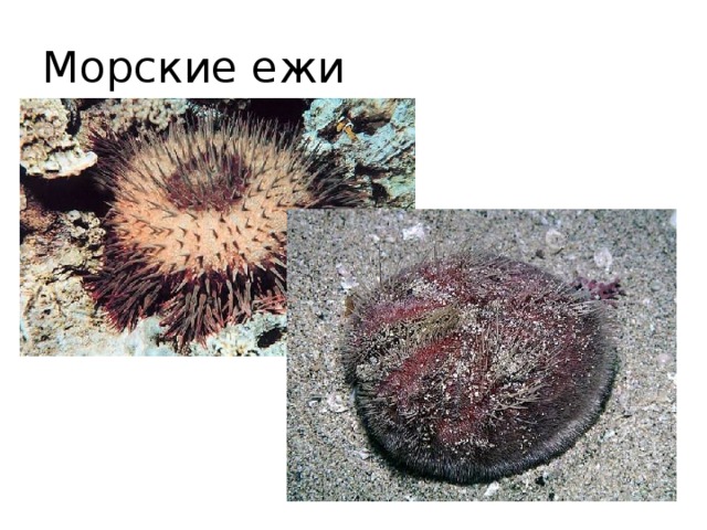 Морские ежи