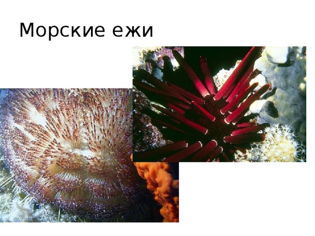 Морские ежи