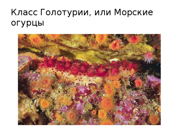 Класс Голотурии, или Морские огурцы