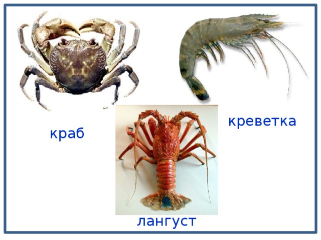 креветка  краб  лангуст