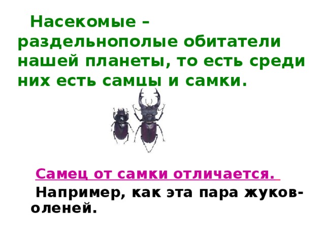 Насекомые – раздельнополые обитатели нашей планеты, то есть среди них есть самцы и самки.  Самец от самки отличается.   Например, как эта пара жуков-оленей.