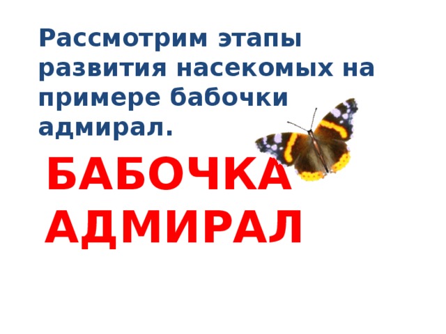 Рассмотрим этапы развития насекомых на примере бабочки адмирал. БАБОЧКА АДМИРАЛ