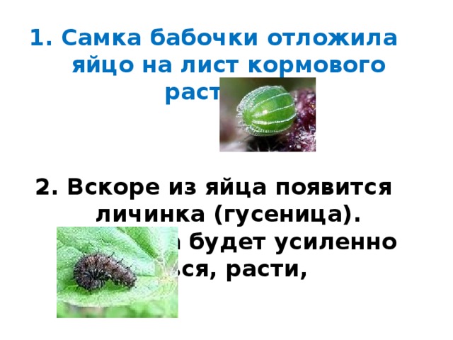 1. Самка бабочки отложила яйцо на лист кормового растения.   2. Вскоре из яйца появится личинка (гусеница). Гусеница будет усиленно питаться, расти, линять.