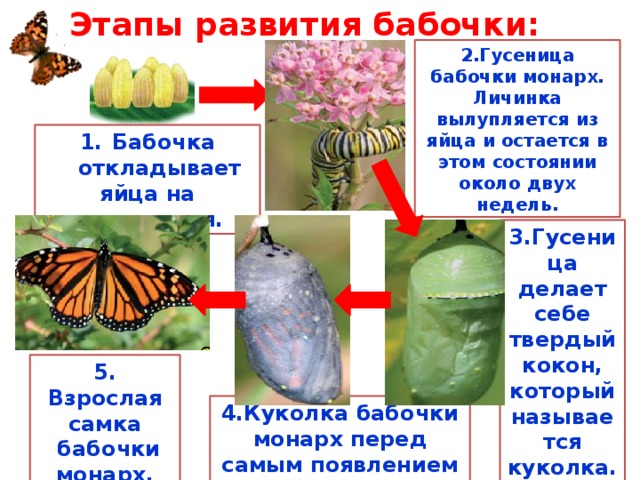 Этапы развития бабочки: 2.Гусеница бабочки монарх. Личинка вылупляется из яйца и остается в этом состоянии около двух недель. Бабочка откладывает яйца на растения. 3.Гусеница делает себе твердый кокон, который называется куколка.  5. Взрослая самка  бабочки монарх. 4.Куколка бабочки монарх перед самым появлением бабочки.