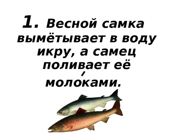 1. Весной самка вымётывает в воду икру, а самец поливает её молоками.