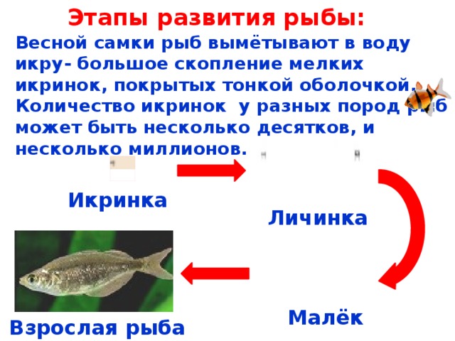 Этапы развития рыбы: Весной самки рыб вымётывают в воду икру- большое скопление мелких икринок, покрытых тонкой оболочкой. Количество икринок у разных пород рыб может быть несколько десятков, и несколько миллионов. Икринка Личинка Малёк Взрослая рыба