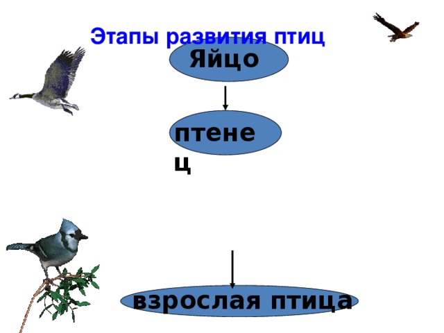 птенец Этапы развития птиц Яйцо ПТИЦЫ взрослая птица