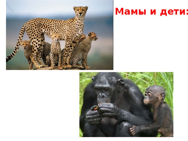 Мамы и дети: