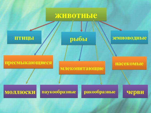 животные земноводные птицы рыбы пресмыкающиеся насекомые млекопитающие паукообразные моллюски ракообразные черви