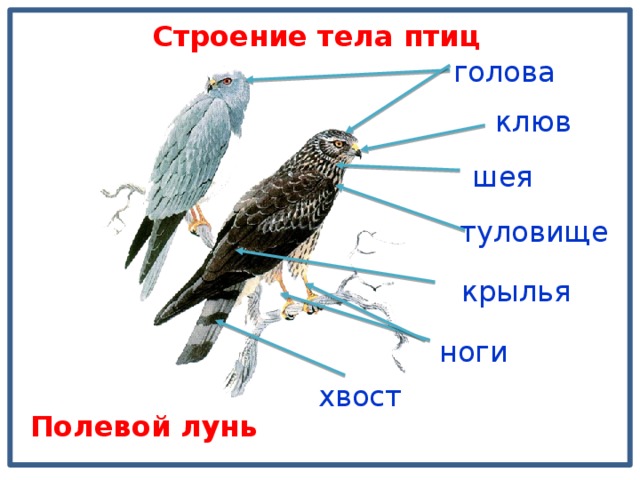 Строение тела птиц голова клюв шея туловище крылья ноги хвост Полевой лунь