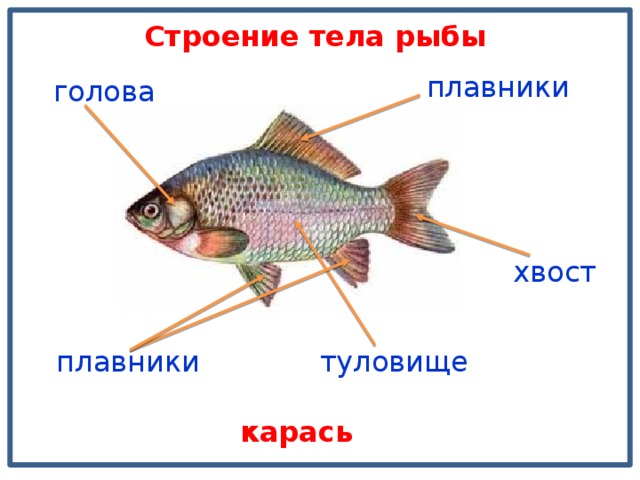 Строение тела рыбы плавники голова хвост туловище плавники карась