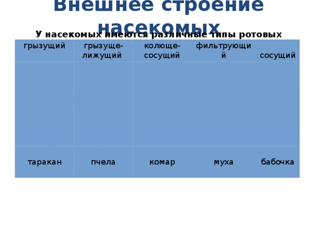 Внешнее строение насекомых У насекомых имеются различные типы ротовых аппаратов грызущий грызуще-лижущий колюще-сосущий фильтрующий таракан  сосущий пчела комар муха бабочка