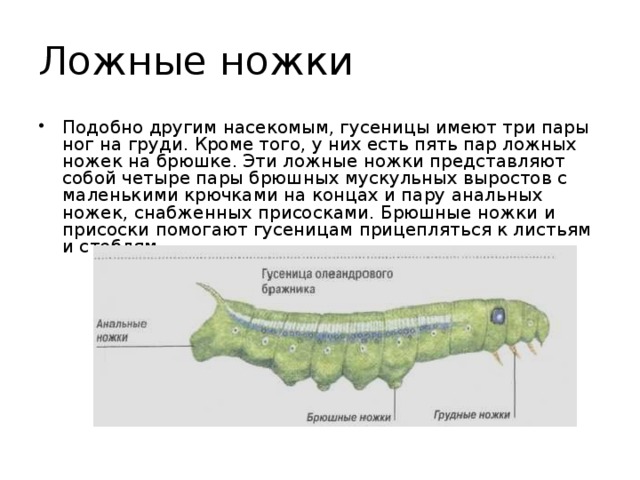 Ложные ножки