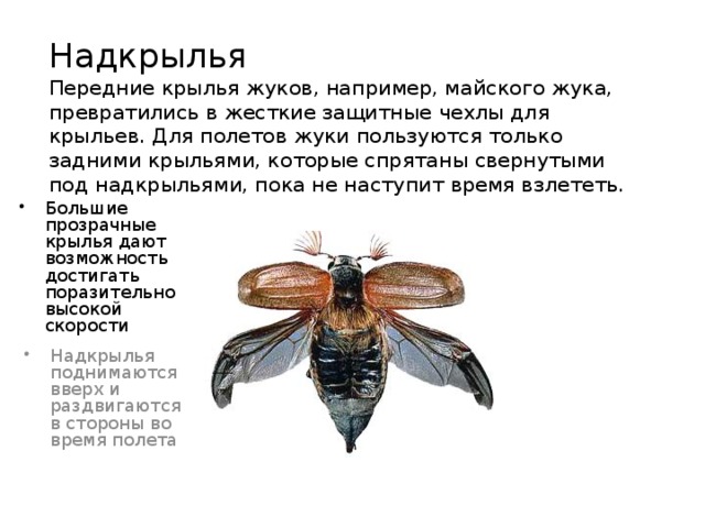 Надкрылья  Передние крылья жуков, например, майского жука, превратились в жесткие защитные чехлы для крыльев. Для полетов жуки пользуются только задними крыльями, которые спрятаны свернутыми под надкрыльями, пока не наступит время взлететь.