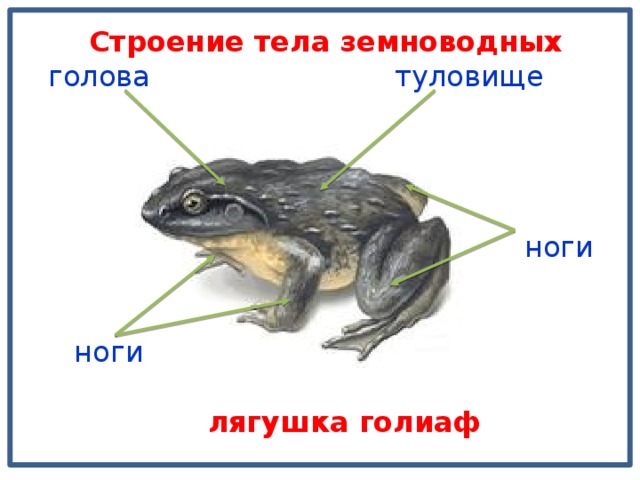 Строение тела земноводных туловище голова ноги ноги лягушка голиаф