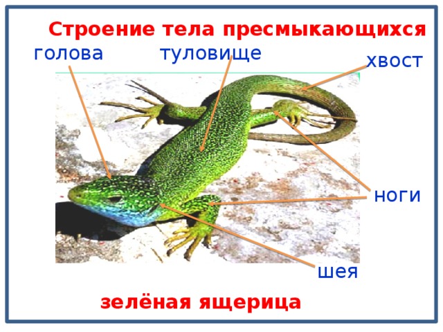 Строение тела пресмыкающихся туловище голова хвост ноги шея зелёная ящерица