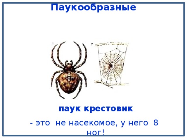 Паукообразные  паук крестовик - это не насекомое, у него 8 ног!