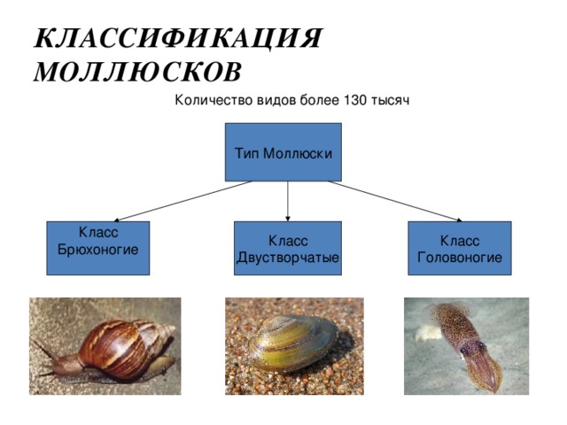 Тип моллюски классификация. Систематика двустворчатых моллюсков.