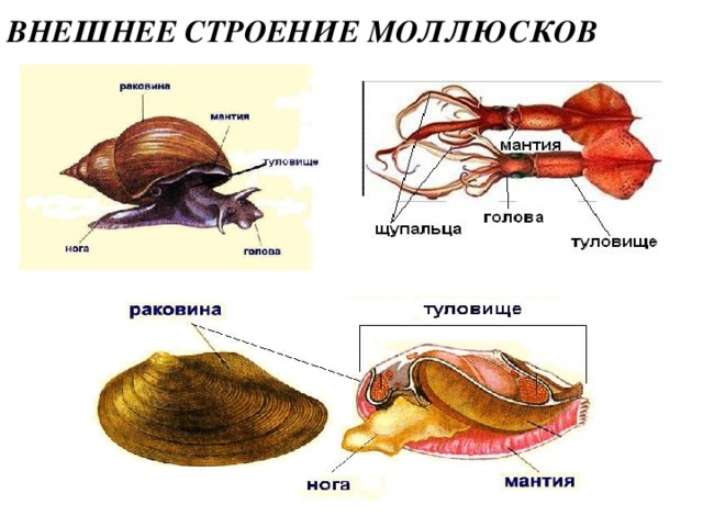 ВНЕШНЕЕ СТРОЕНИЕ МОЛЛЮСКОВ