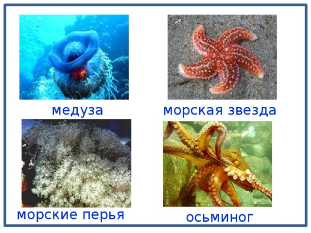 медуза морская звезда морские перья осьминог