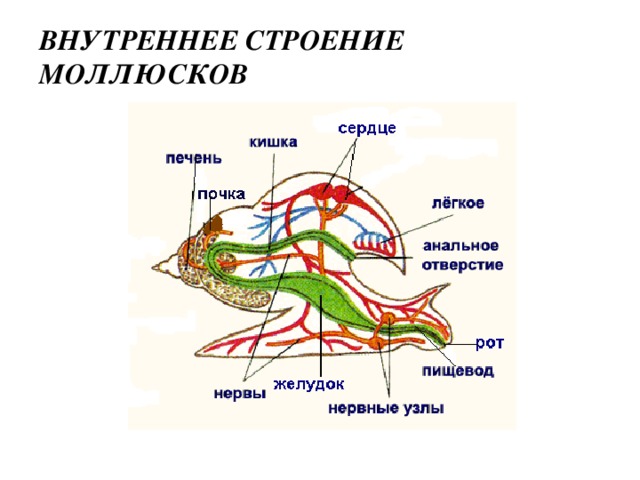 Моллюски строение