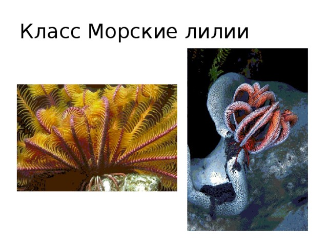 Класс Морские лилии