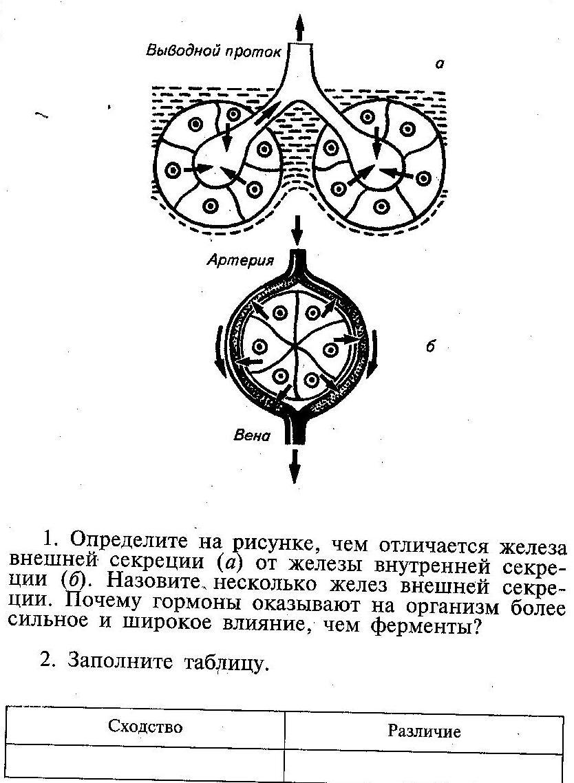 Какая железа обозначена на рисунке 1. Отличие желез внутренней секреции от желез внешней секреции. Железа изображенная на рисунке относится к. Выводной проток внешней секреции. Чем железы внутренней секреции отличаются от желез внешней секреции.