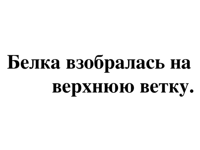 Белка взобралась на  верхнюю ветку.