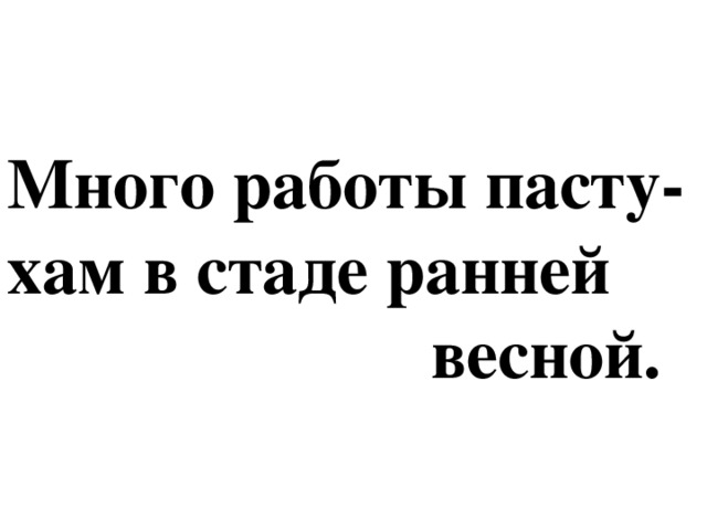 Много работы пасту-  хам в стаде ранней  весной.